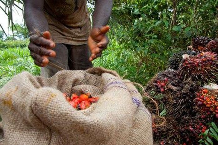 ___4836380___https:______static.pulse.com.gh___webservice___escenic___binary___4836380___2016___3___22___17___Oil-palm-Ghana-KYL