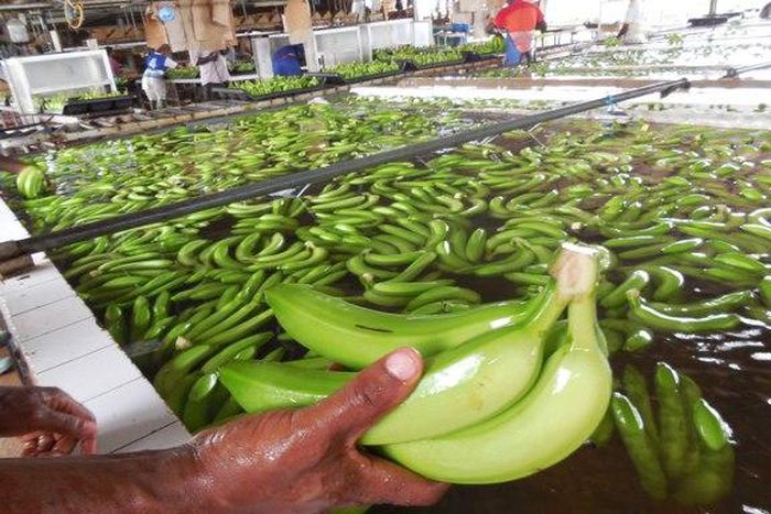 ___4576819___https:______static.pulse.com.gh___webservice___escenic___binary___4576819___2016___1___19___13___Cameroon_June+2014_Banana+close-up_handling+in+chemical+soup