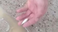 Family shocked to see fish falling from the sky