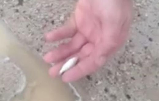 Family shocked to see fish falling from the sky