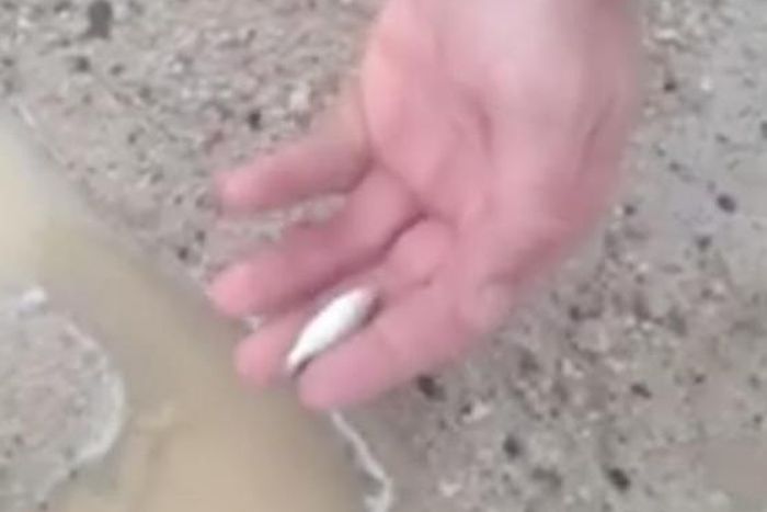 Family shocked to see fish falling from the sky