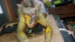 Acid attack: Monkey dies after maggot infestation