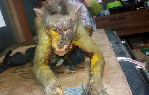 Acid attack: Monkey dies after maggot infestation