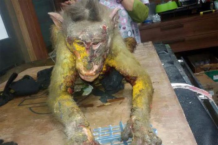 Acid attack: Monkey dies after maggot infestation