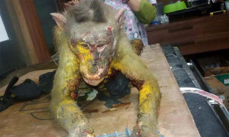 Acid attack: Monkey dies after maggot infestation