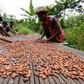 Agriculture remains the major source of employment in Ghana, even though its share in the economy has been in steady decline