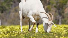 Goat feeding on grass