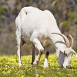 Goat feeding on grass