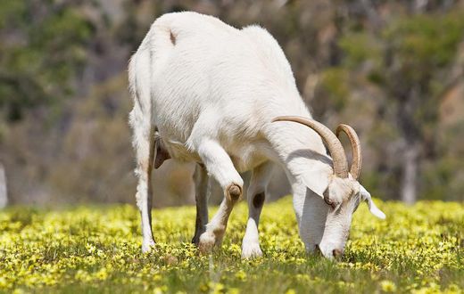 Goat feeding on grass