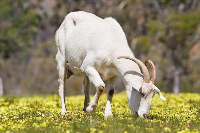 Goat feeding on grass