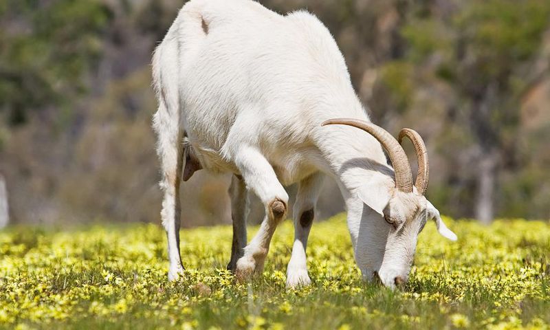 Goat feeding on grass