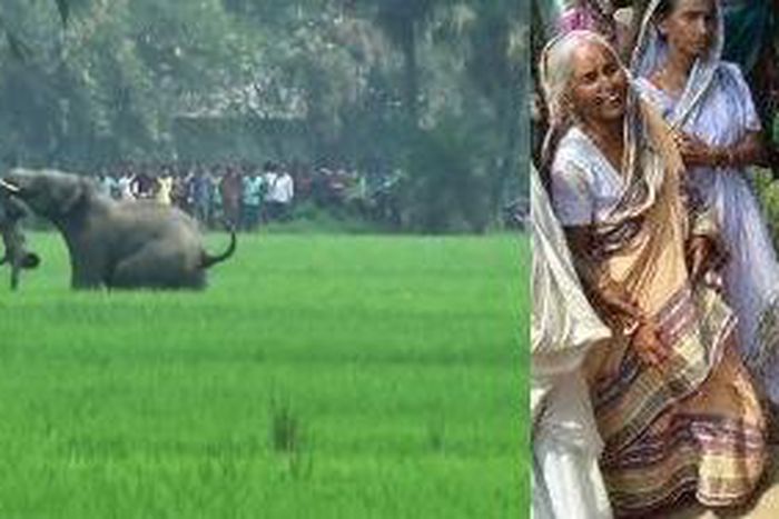 Two elephants go on rampage, killing 5 in back to back attacks