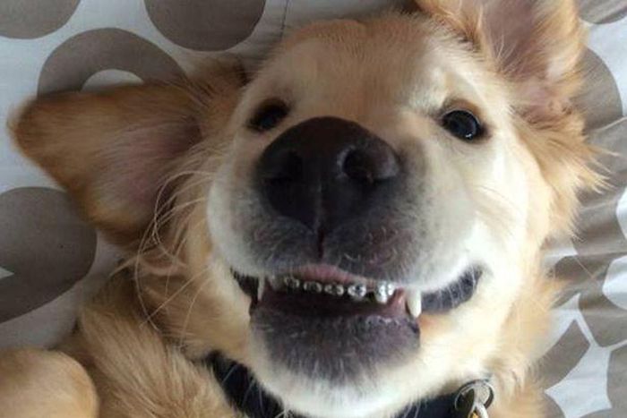 Picture of dog with 'braces' goes viral