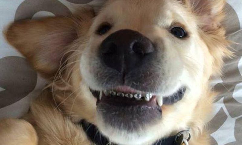 Picture of dog with 'braces' goes viral