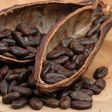 Cocoa