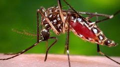 WHO: First Zika vaccine trials may come too late for Brazil