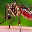 WHO: First Zika vaccine trials may come too late for Brazil
