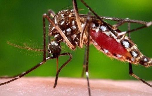 WHO: First Zika vaccine trials may come too late for Brazil