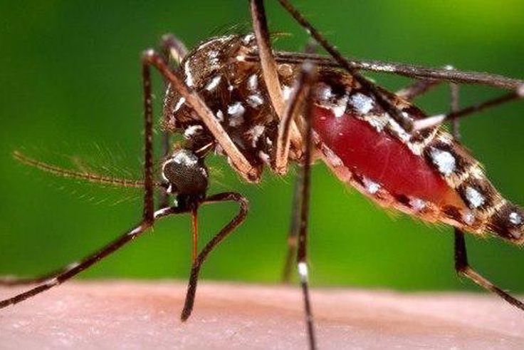 WHO: First Zika vaccine trials may come too late for Brazil