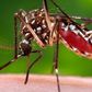 WHO: First Zika vaccine trials may come too late for Brazil