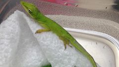 Lizard made class pet after it was found in student salad