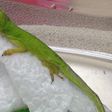Lizard made class pet after it was found in student salad