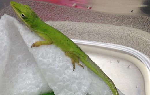 Lizard made class pet after it was found in student salad