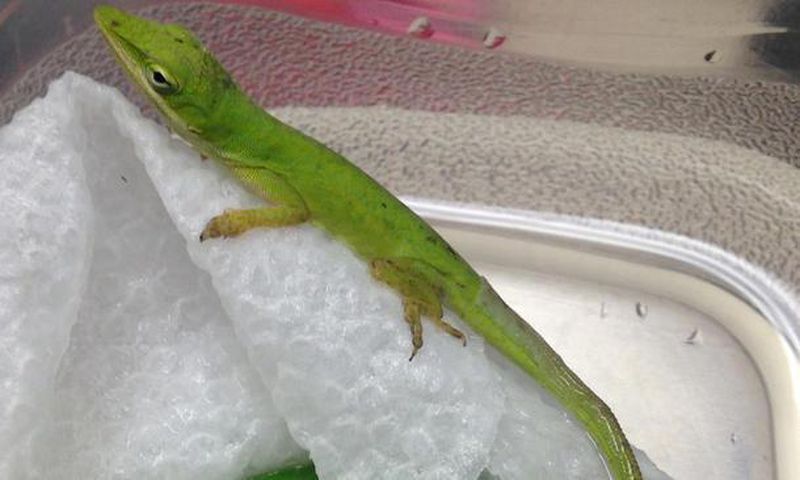 Lizard made class pet after it was found in student salad