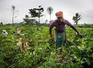 ___4872699___https:______static.pulse.com.gh___webservice___escenic___binary___4872699___2016___4___2___12___Women-In-Farming-Ghana