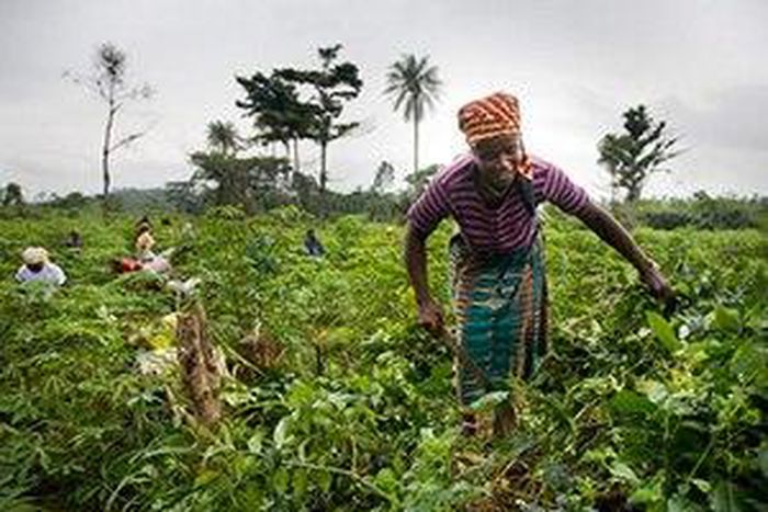 ___4872699___https:______static.pulse.com.gh___webservice___escenic___binary___4872699___2016___4___2___12___Women-In-Farming-Ghana