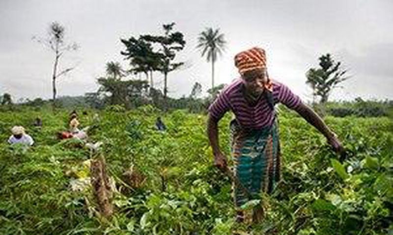 Women-In-Farming-Ghana