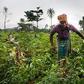 ___4872699___https:______static.pulse.com.gh___webservice___escenic___binary___4872699___2016___4___2___12___Women-In-Farming-Ghana