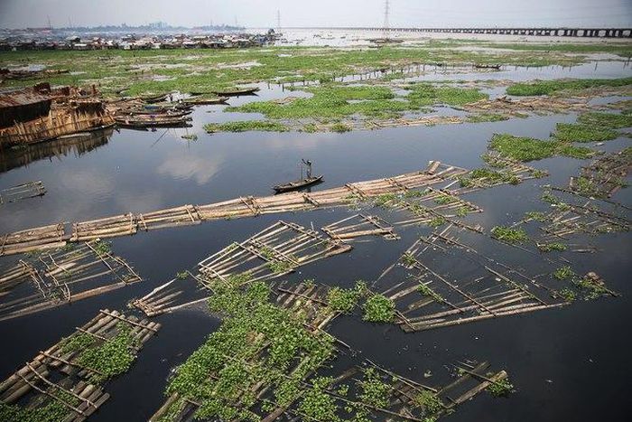 A raft of logs in the Lagos lagoon where wood, a form of biomass, is the sole source of energy for many who don’t have access to power.