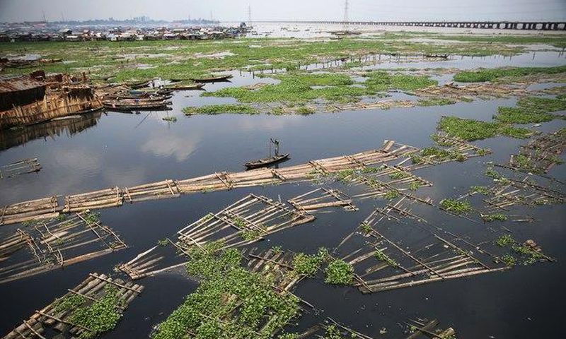 A raft of logs in the Lagos lagoon where wood, a form of biomass, is the sole source of energy for many who don’t have access to power.