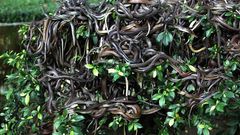 Snake Island, Brazil