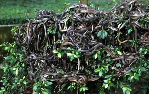 Snake Island, Brazil
