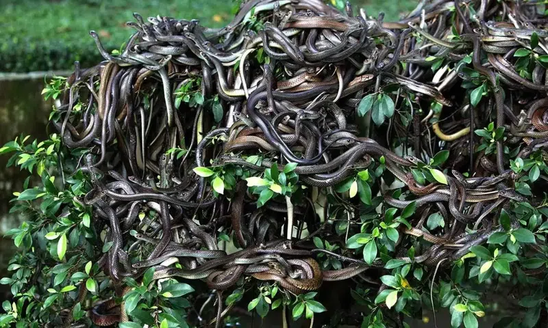 Snake Island, Brazil