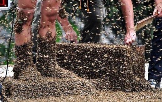 Six people attacked and wounded by aggressive bee swarm