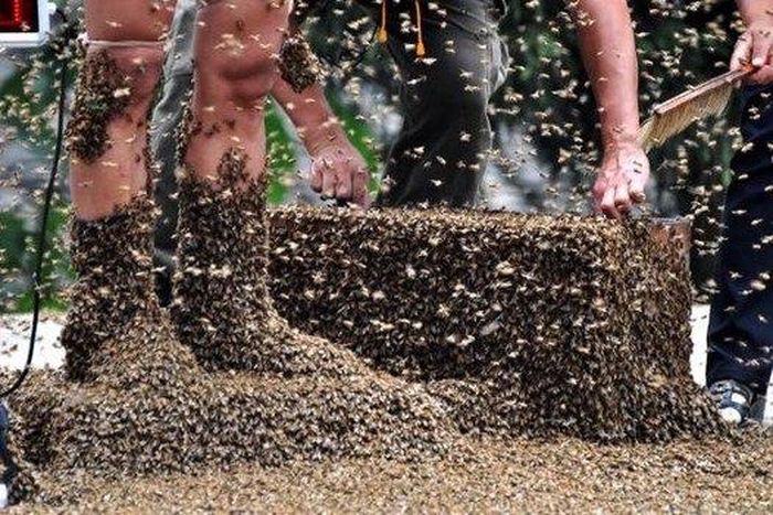 Six people attacked and wounded by aggressive bee swarm