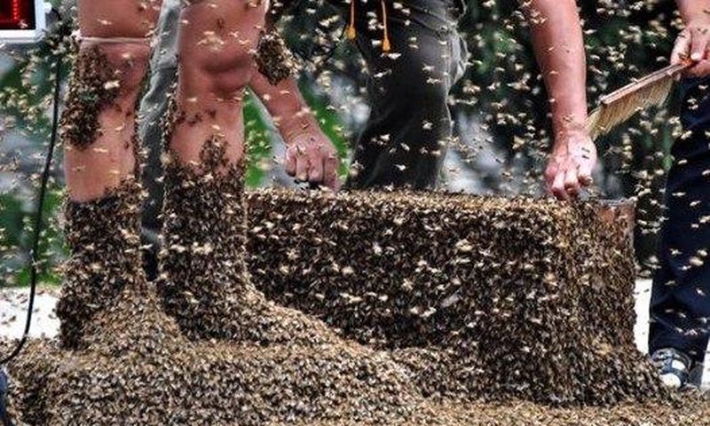 Six people attacked and wounded by aggressive bee swarm