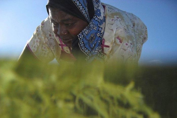 Seaweed farmer Nyafu Juma Uledi tends her crop in tidal pools near the village of Bwejuu on Zanzibar island, Tanzania, in a file photo. REUTERS/Finbarr O'Reilly