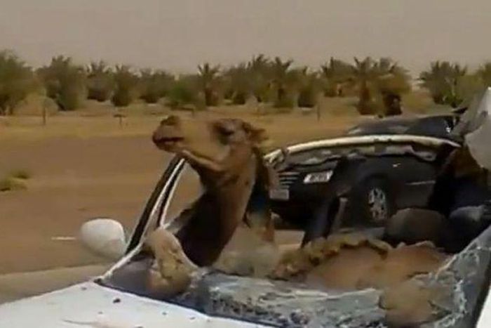Camel breaks windscreen so that he could sit in car and drive
