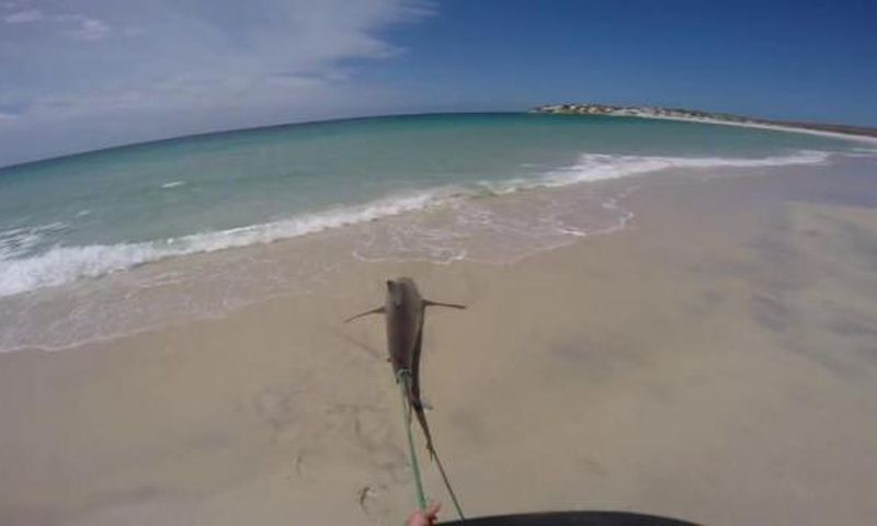 Shark gets revenge on fisherman by slapping him on the face