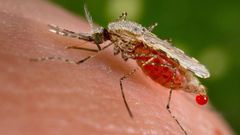 An Anopheles stephensi mosquito obtains a blood meal from a human host through its pointed proboscis in this undated handout photo obtained by Reuters November 23, 2015. REUTERS/Jim Gathany/CDC/Handout via Reuters