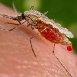 An Anopheles stephensi mosquito obtains a blood meal from a human host through its pointed proboscis in this undated handout photo obtained by Reuters November 23, 2015. REUTERS/Jim Gathany/CDC/Handout via Reuters