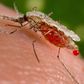 An Anopheles stephensi mosquito obtains a blood meal from a human host through its pointed proboscis in this undated handout photo obtained by Reuters November 23, 2015. REUTERS/Jim Gathany/CDC/Handout via Reuters