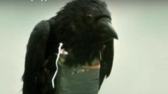 ___4466708___https:______static.pulse.com.gh___webservice___escenic___binary___4466708___2015___12___15___18___bird_1