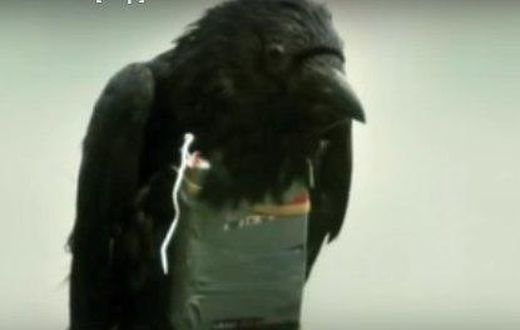 ___4466708___https:______static.pulse.com.gh___webservice___escenic___binary___4466708___2015___12___15___18___bird_1
