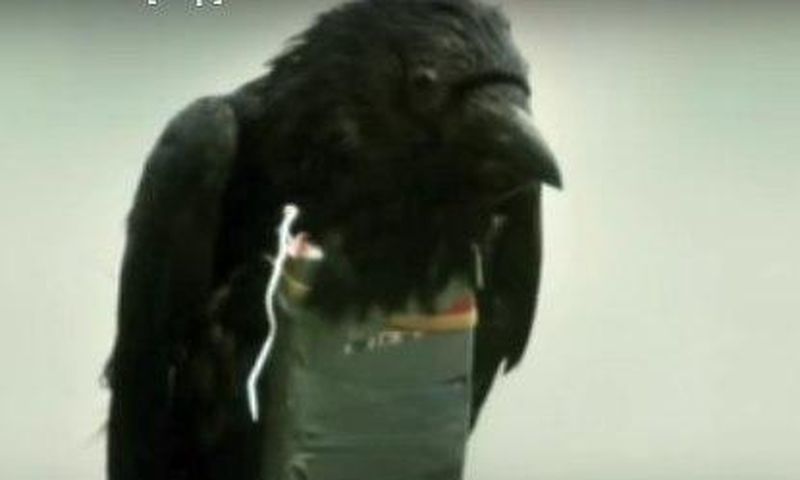 ___4466708___https:______static.pulse.com.gh___webservice___escenic___binary___4466708___2015___12___15___18___bird_1