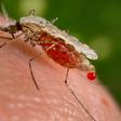 Malaria deaths drop below half a million, Africa makes progress -WHO